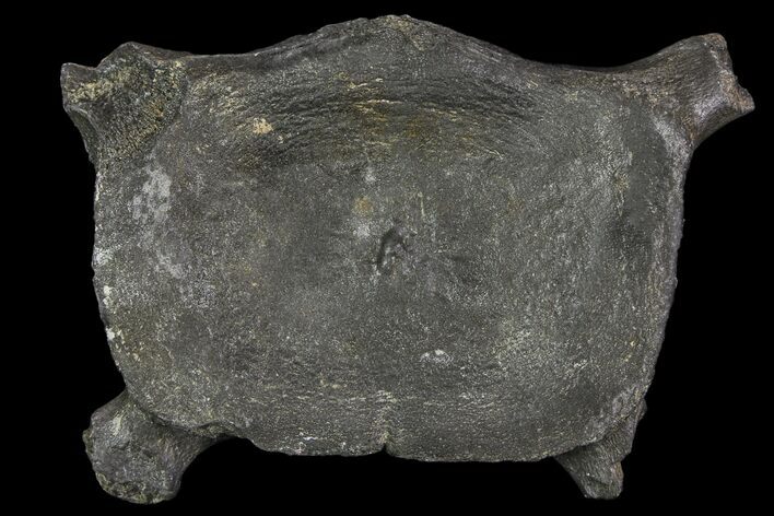 Fossil Whale Cervical Vertebra - South Carolina #85578